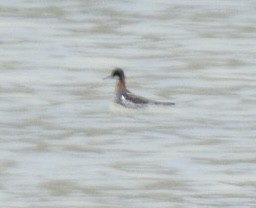 Red-necked Phalarope - ML620519032