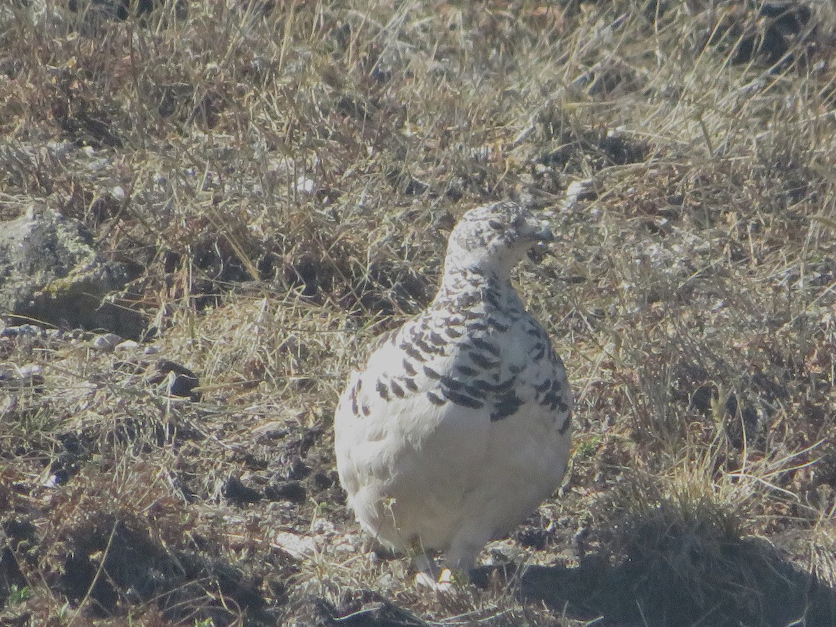 Weißschwanz-Schneehuhn - ML620519035