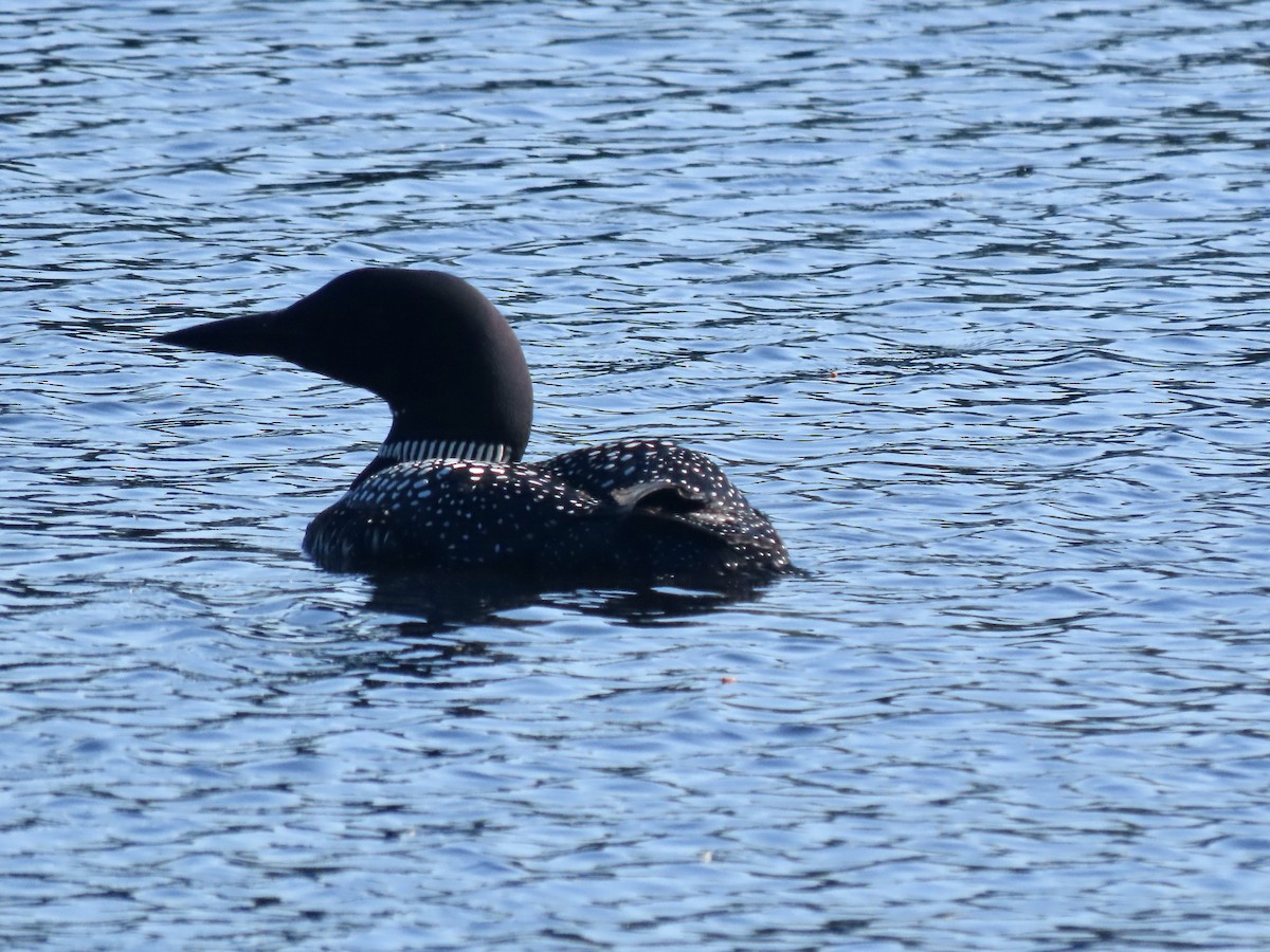 Plongeon huard - ML620519040