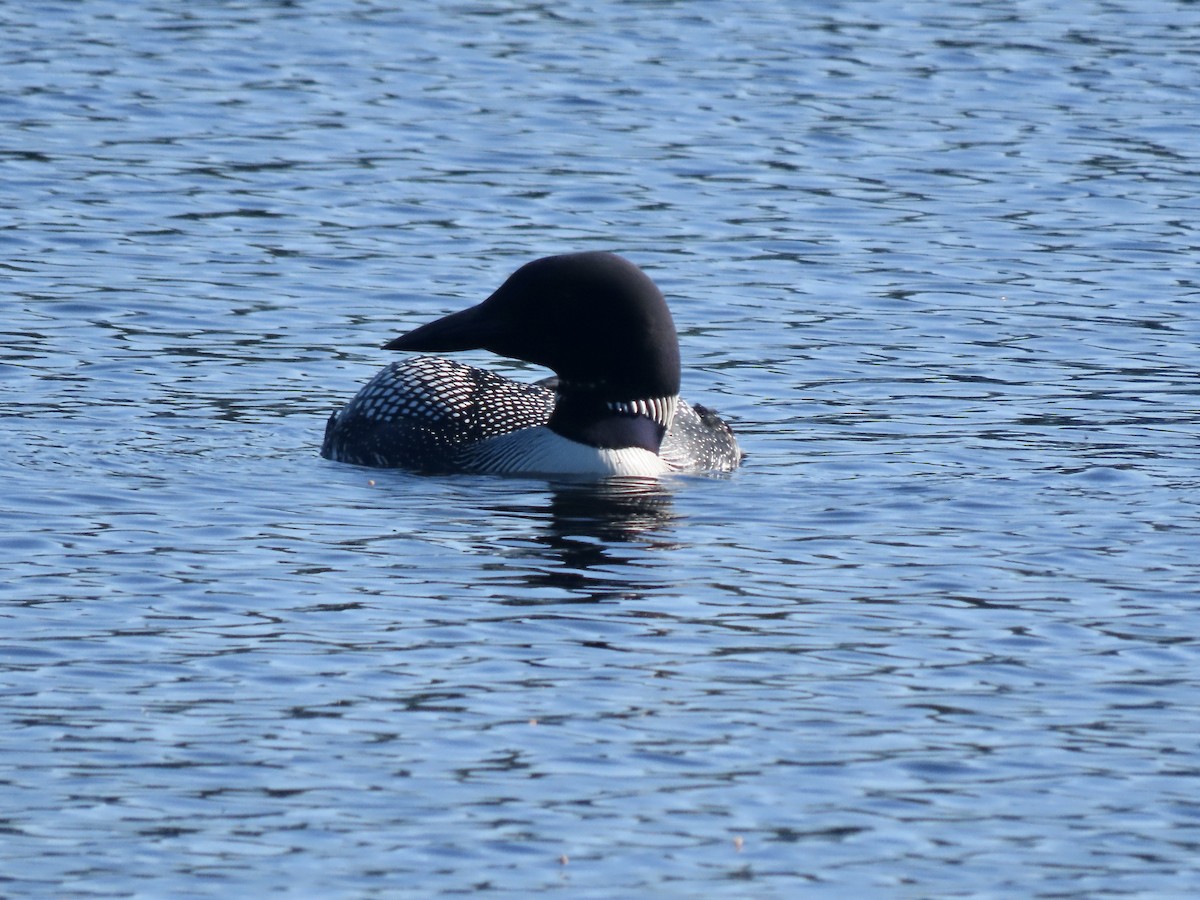 Plongeon huard - ML620519048