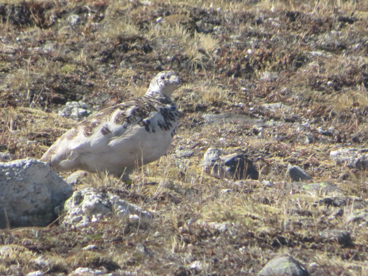 White-tailed Ptarmigan - ML620519056