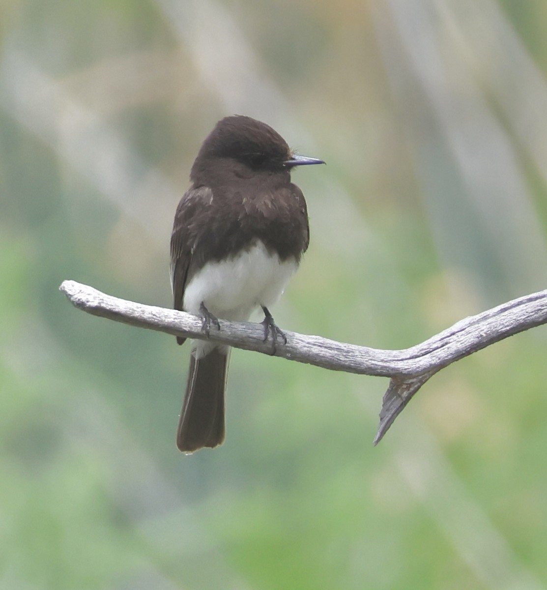 Black Phoebe - ML620519058