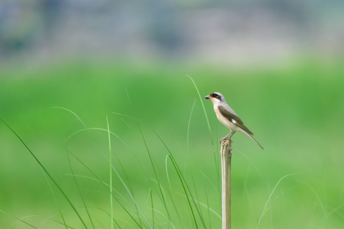 Lesser Gray Shrike - ML620519059