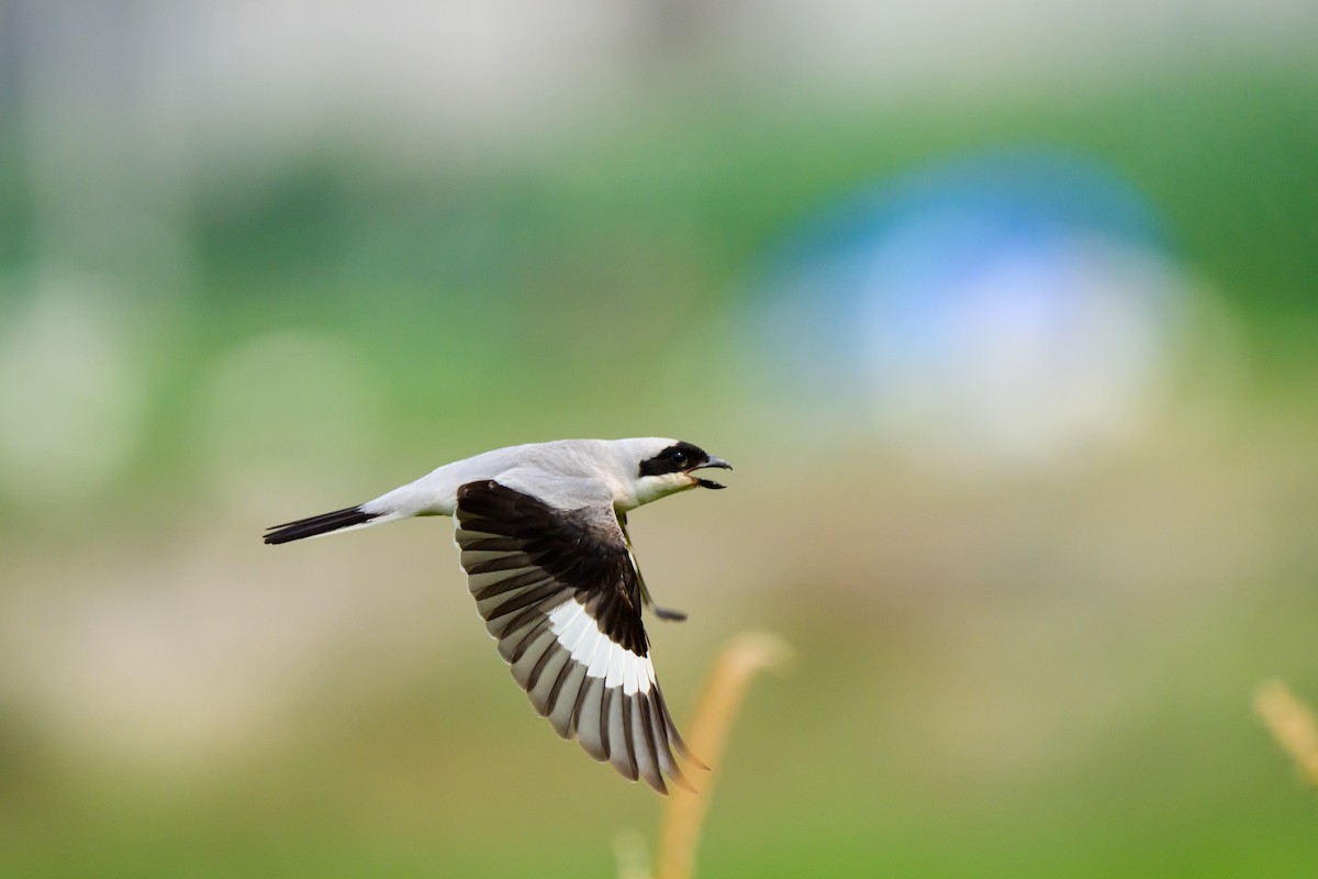 Lesser Gray Shrike - ML620519060