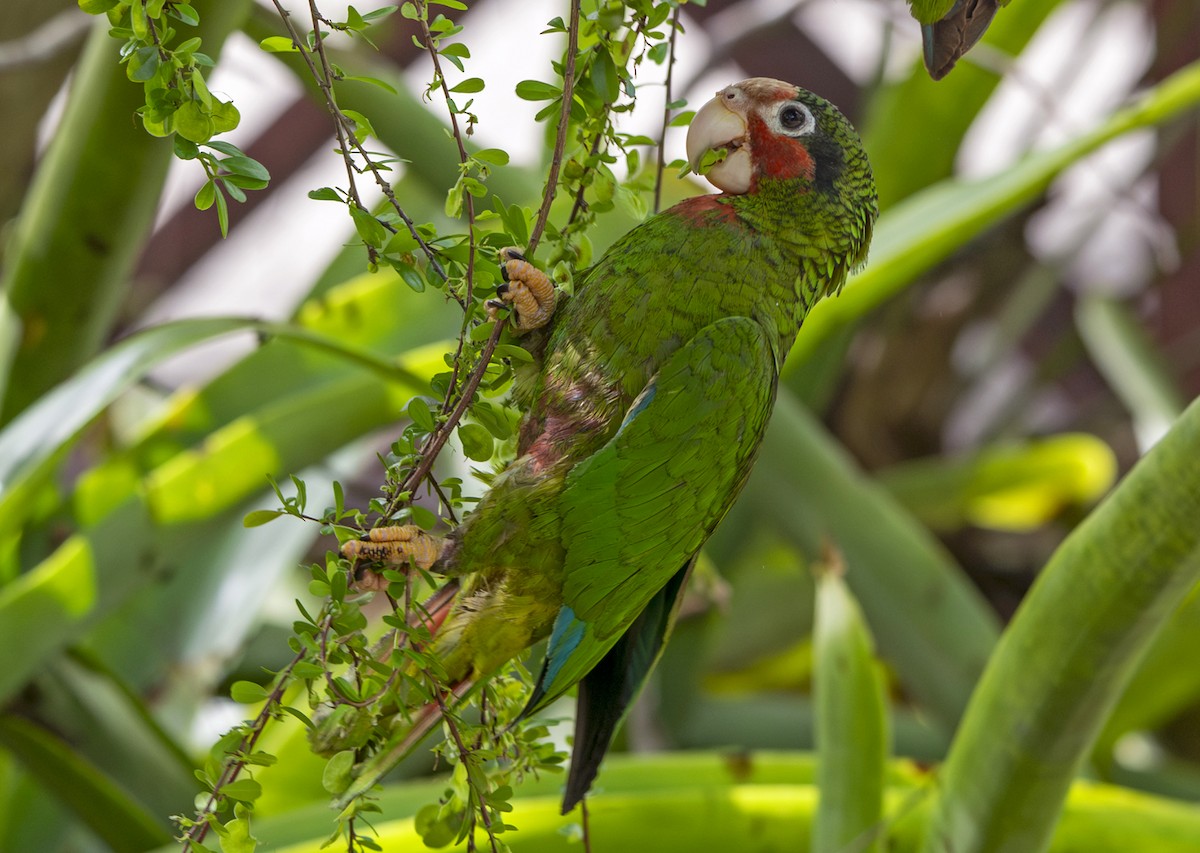 Cuban Parrot (Cayman Is.) - ML620519062