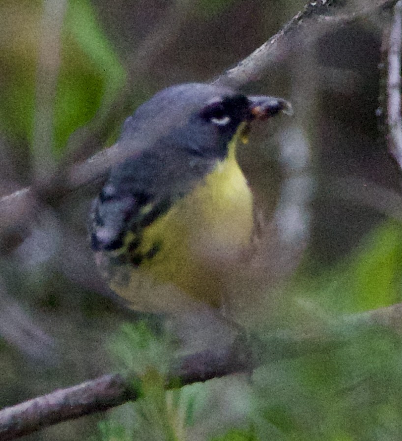 Kirtland's Warbler - ML620519063