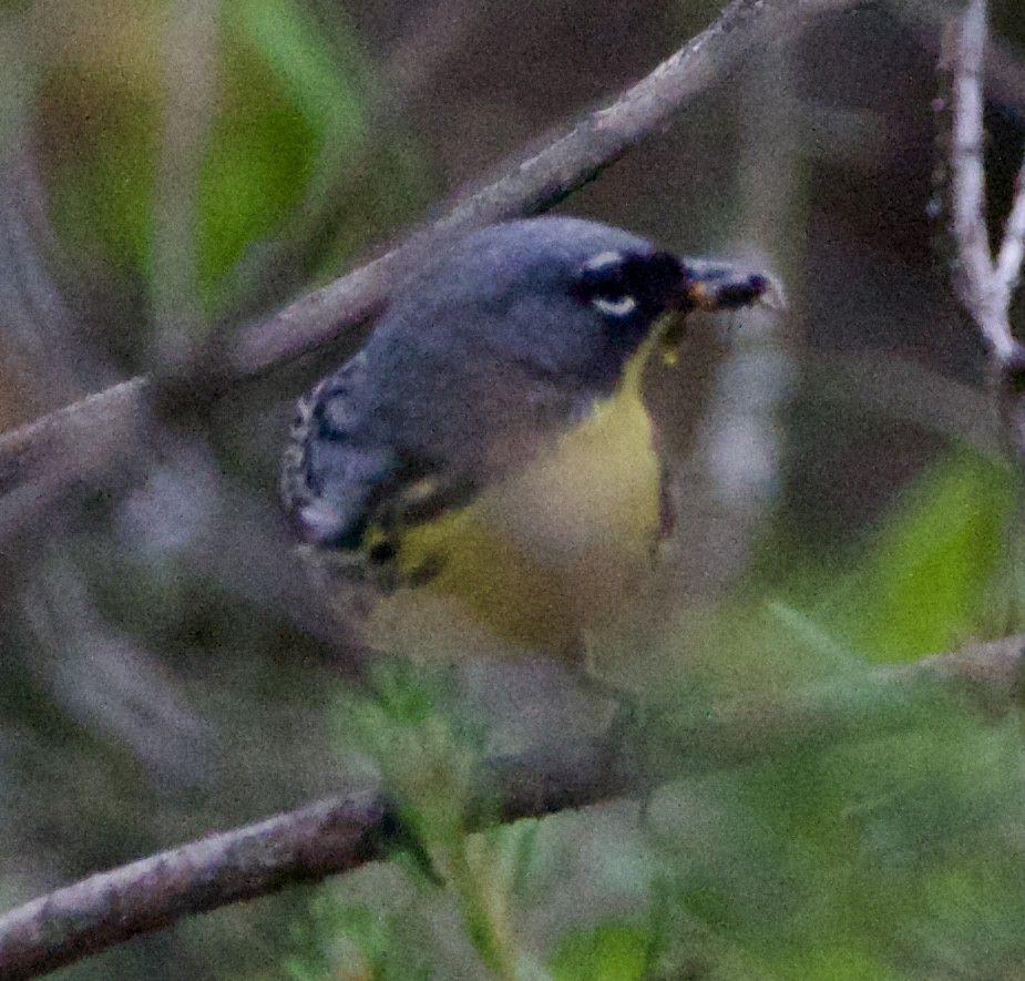 Kirtland's Warbler - ML620519064