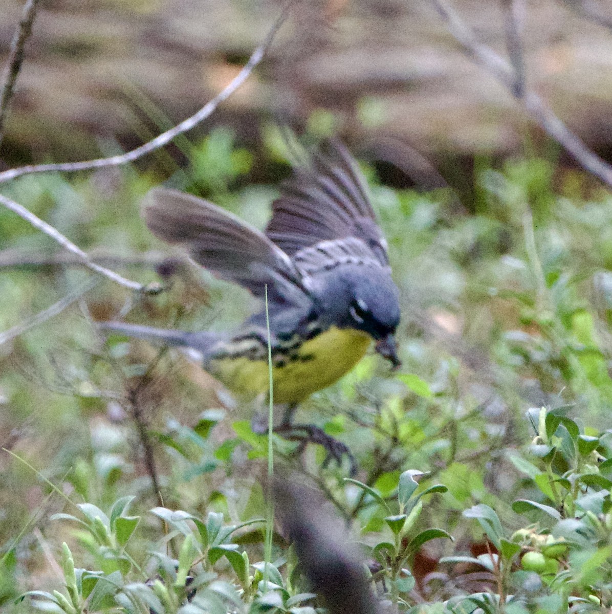 Kirtland's Warbler - ML620519069