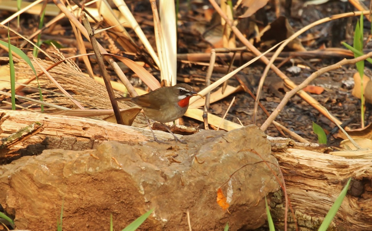 Siberian Rubythroat - ML620519071