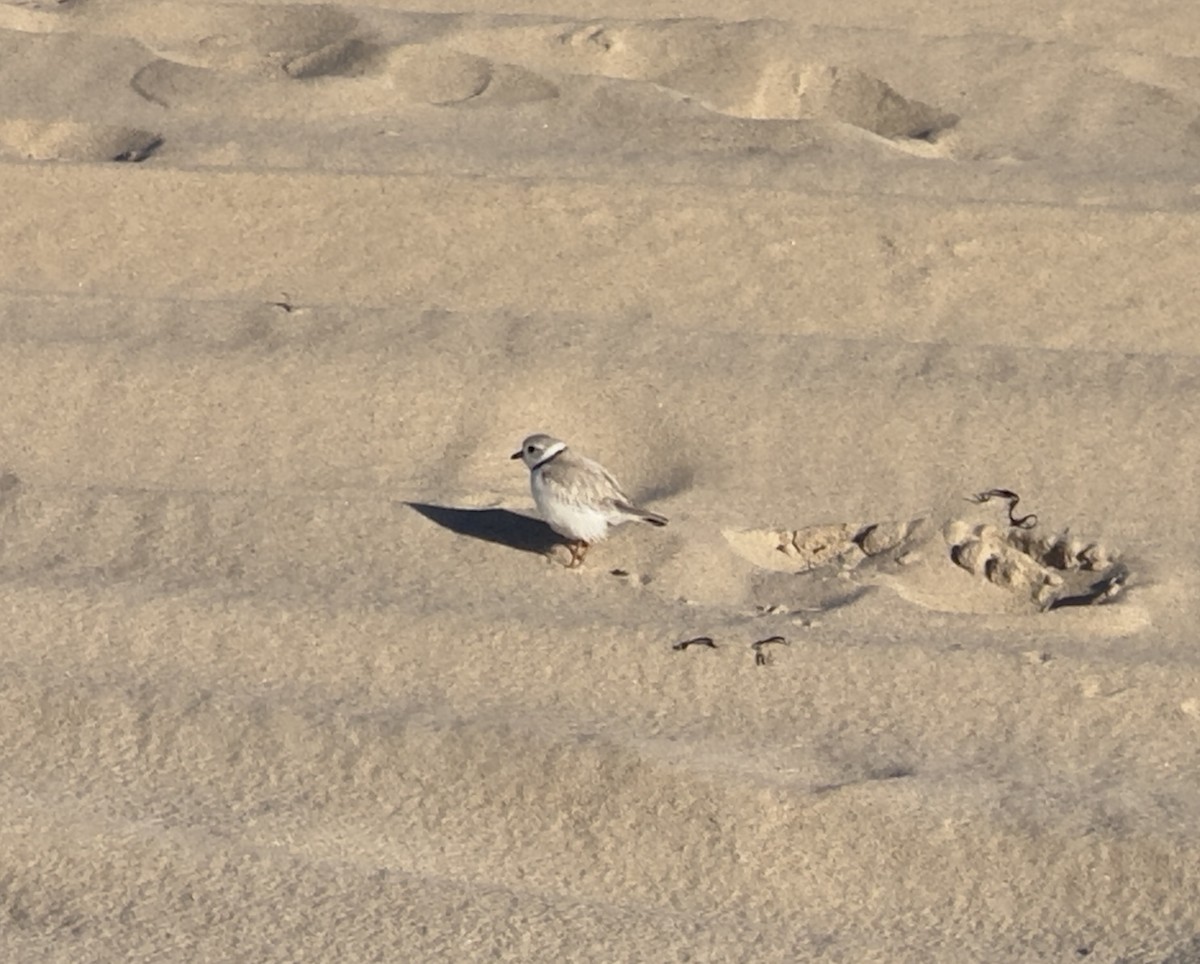 Piping Plover - ML620519075