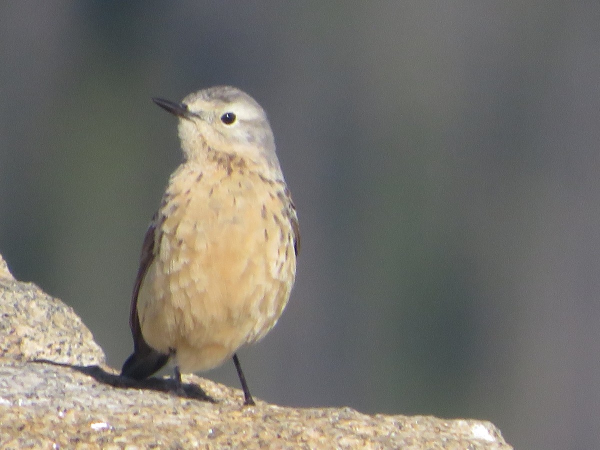 American Pipit - ML620519076