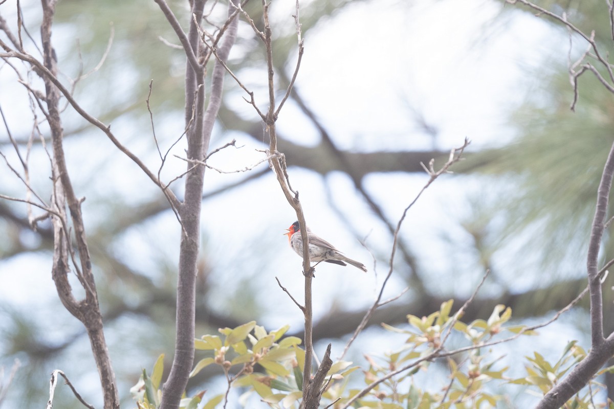 Red-faced Warbler - ML620519086