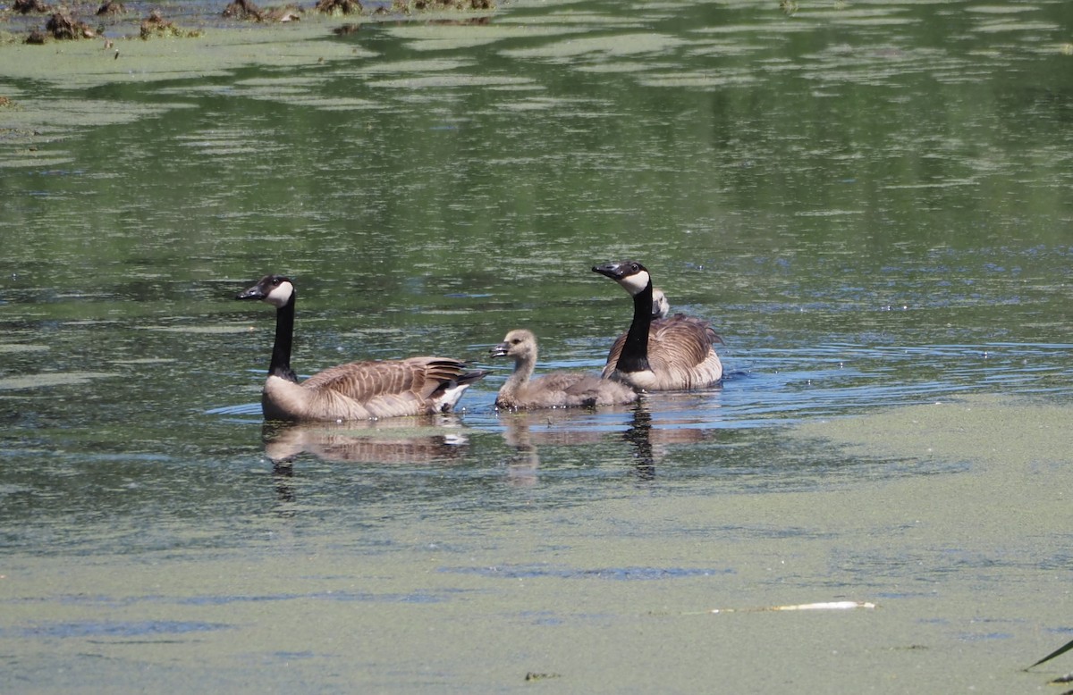 Canada Goose - ML620519087