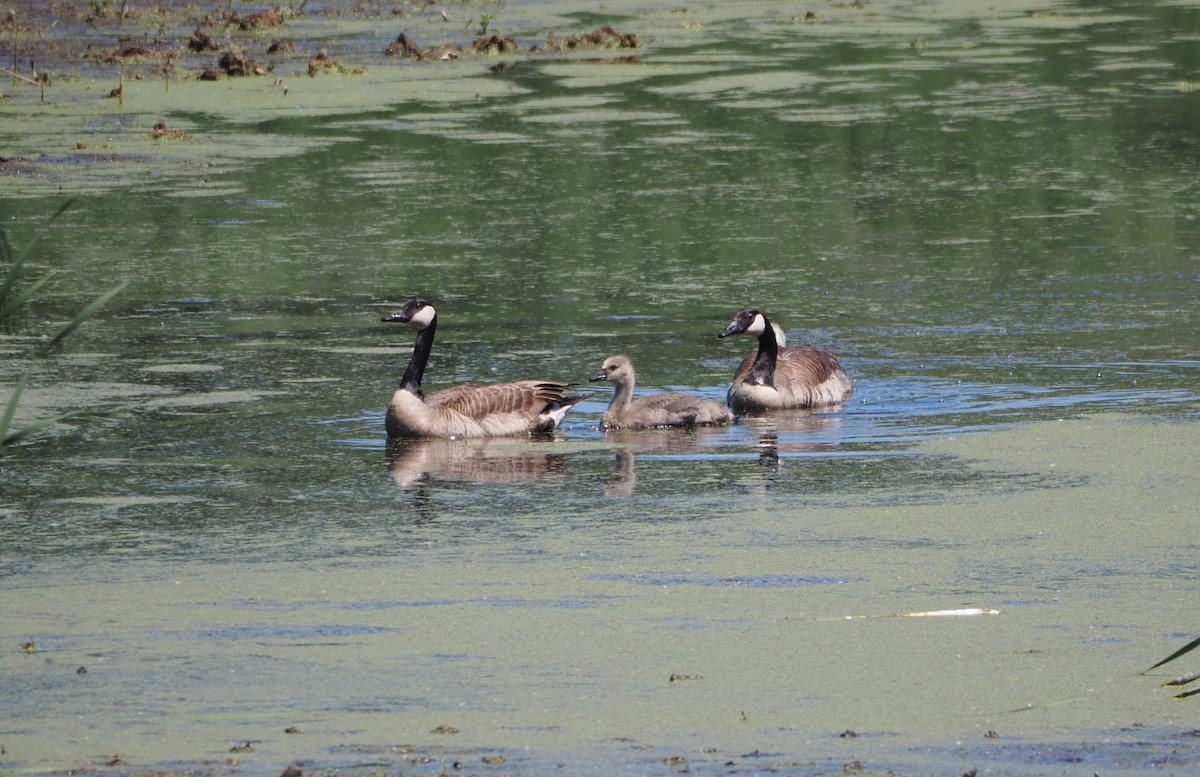 Canada Goose - ML620519089