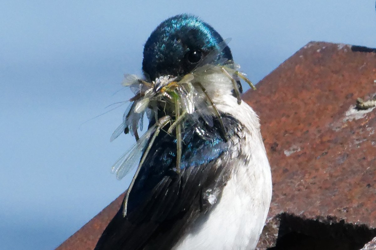 Tree Swallow - ML620519090