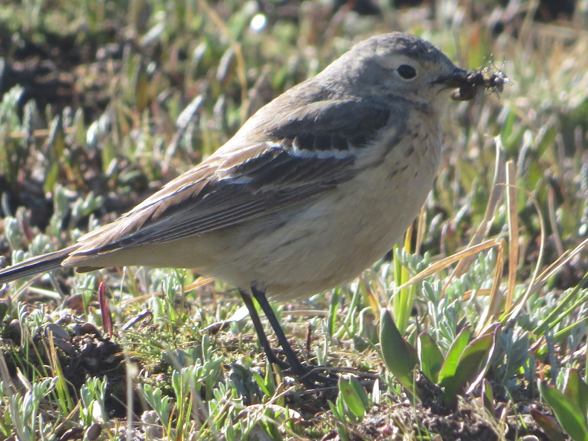 Pipit d'Amérique - ML620519091