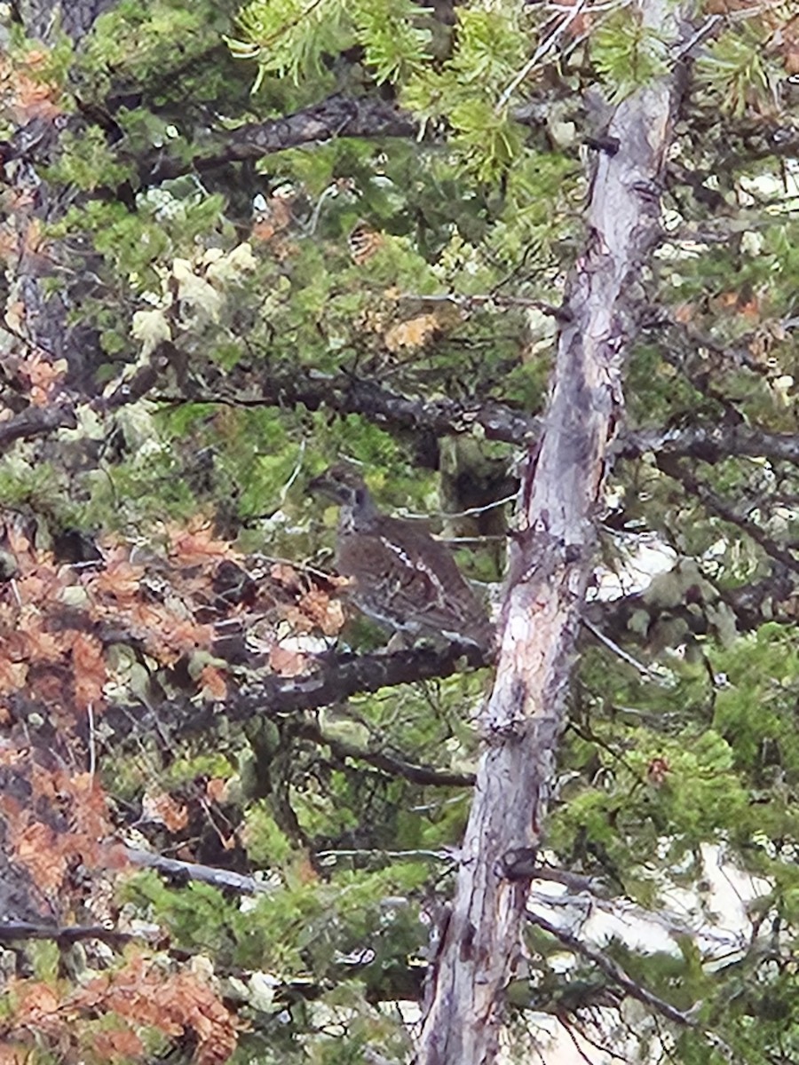 Dusky Grouse - ML620519092