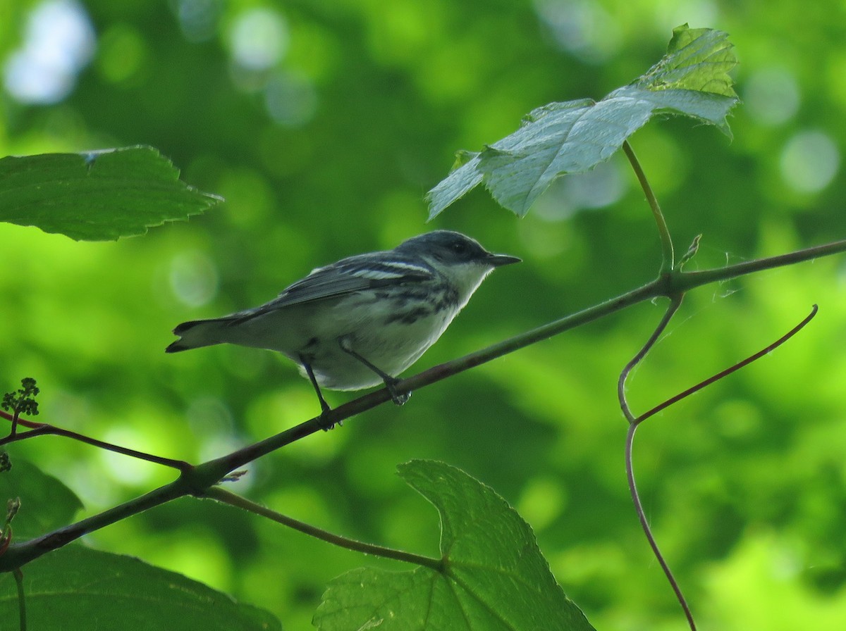 Cerulean Warbler - ML620519093