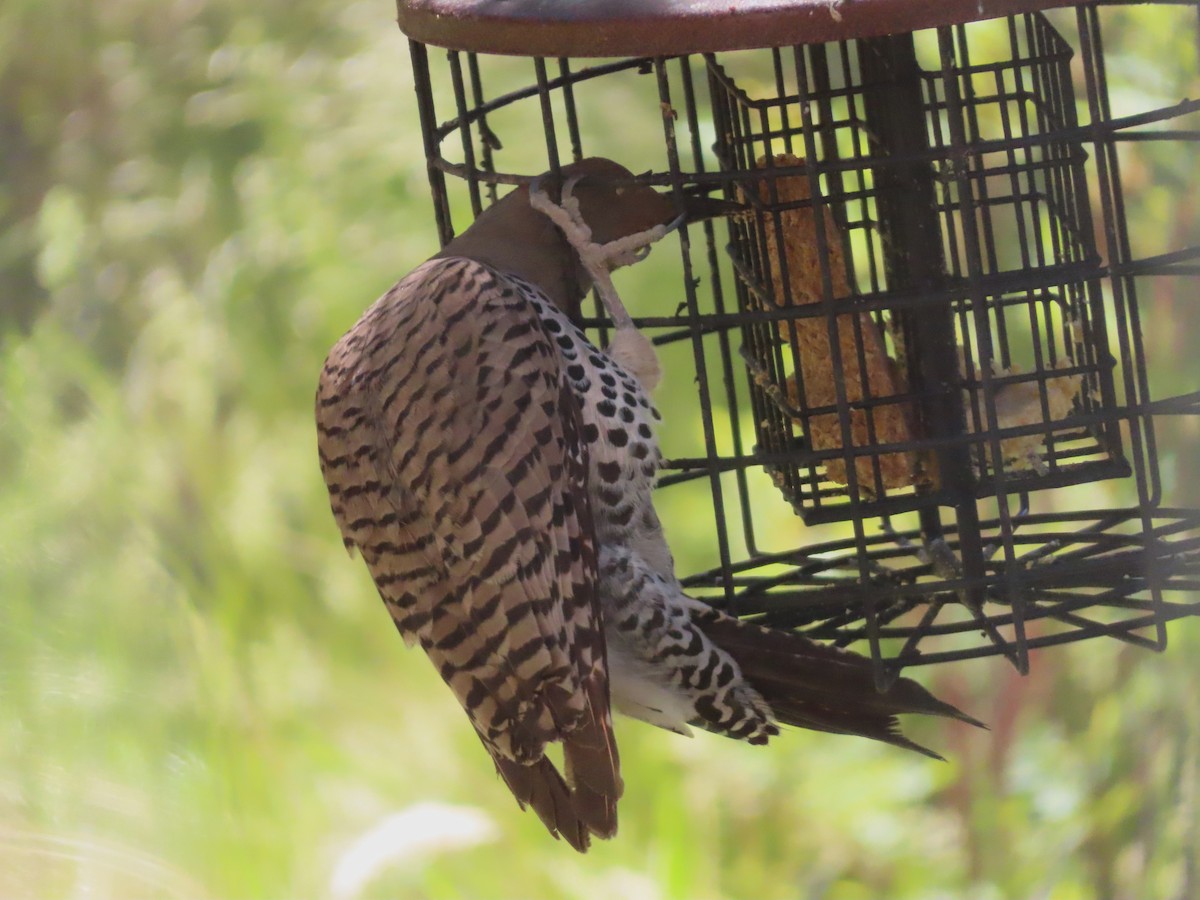 Northern Flicker - ML620519102