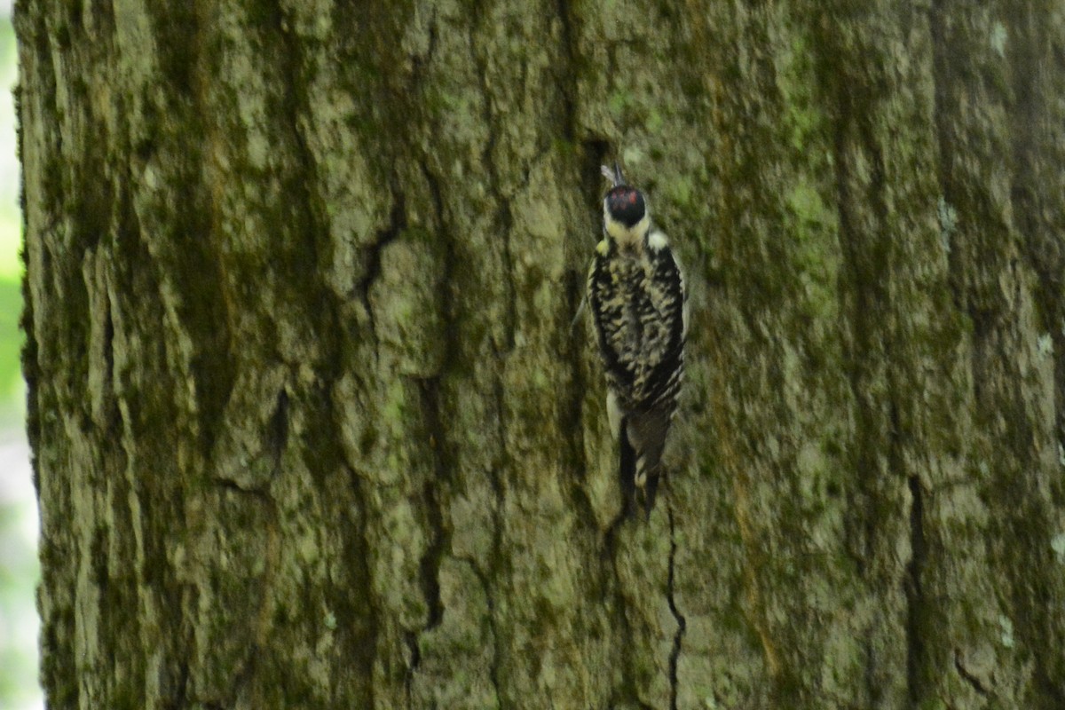 Yellow-bellied Sapsucker - ML620519105