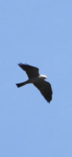 Mississippi Kite - ML620519108