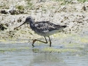 Greater Yellowlegs - Kathy Cardiff