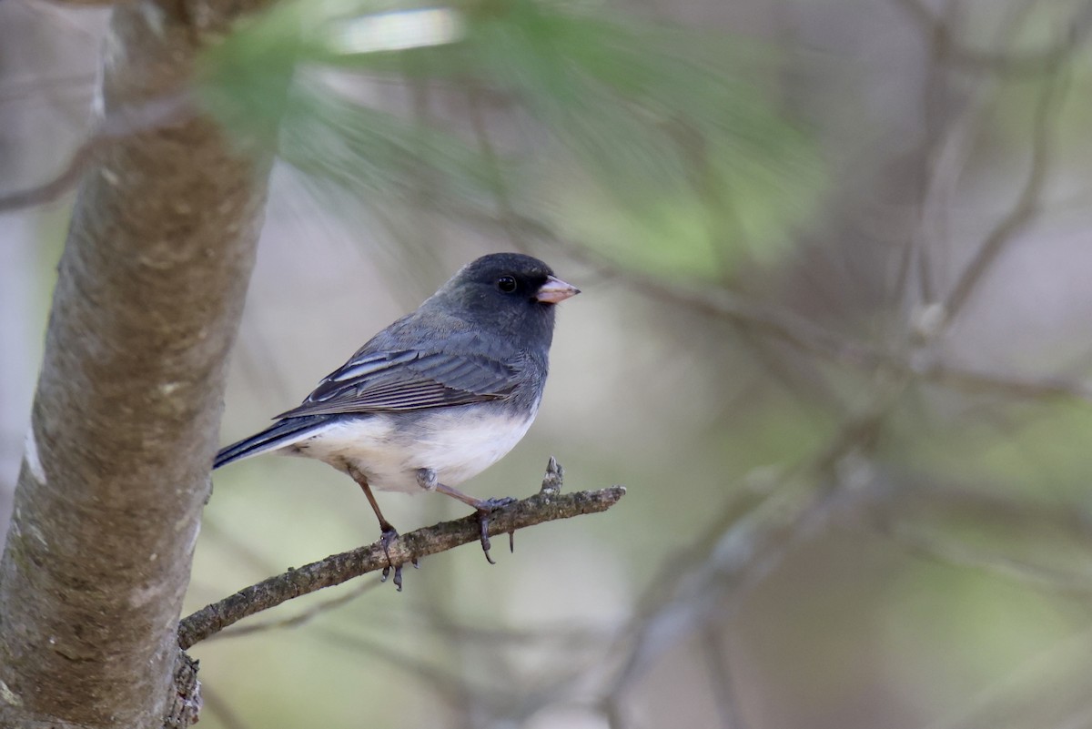 Dark-eyed Junco - ML620519113