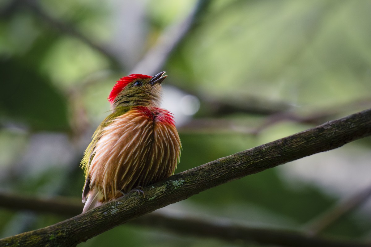 rødstripemanakin - ML620519115