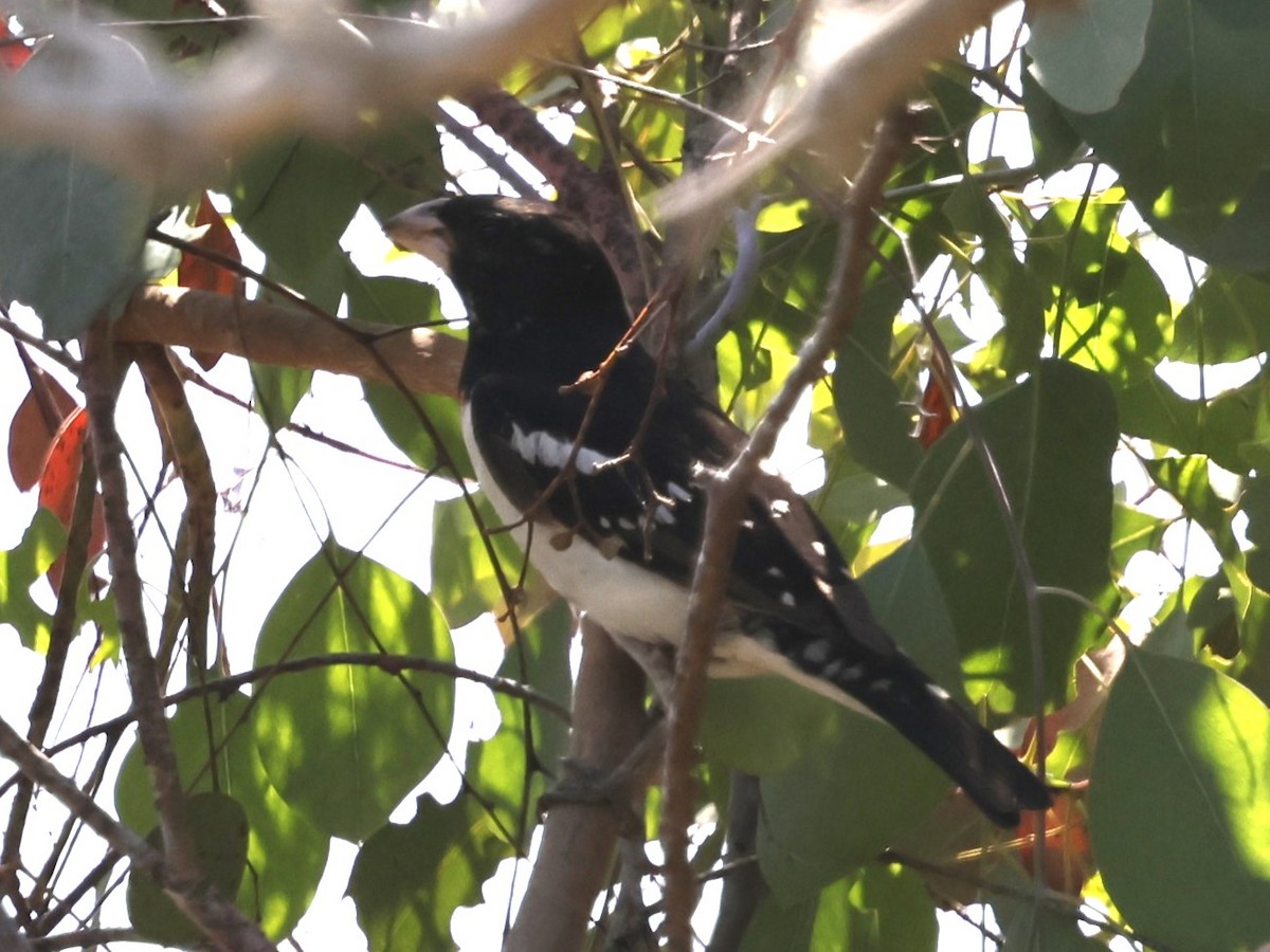 Rose-breasted Grosbeak - ML620519118
