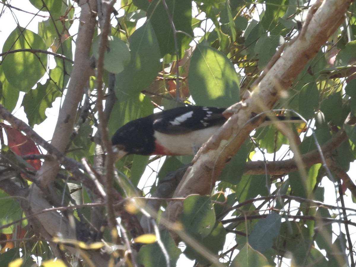 Rose-breasted Grosbeak - ML620519119