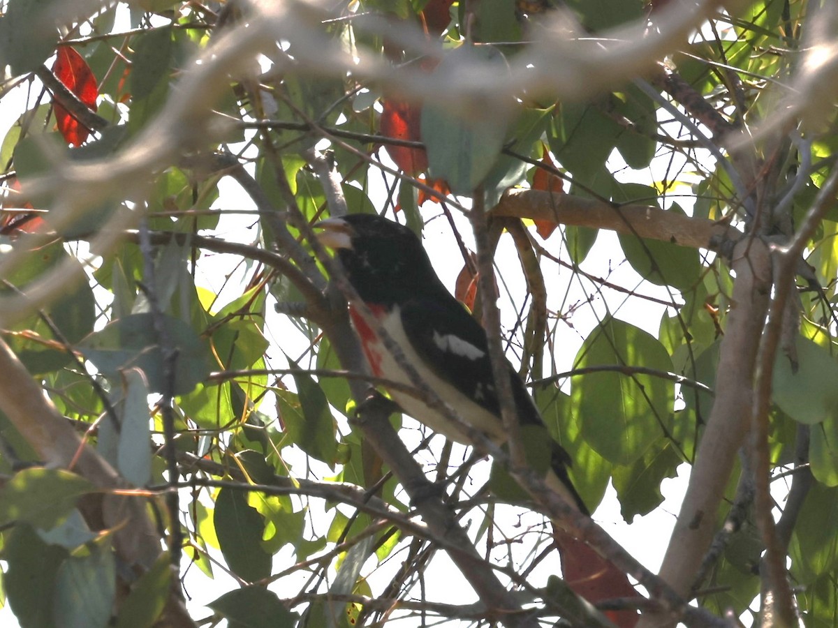 Rose-breasted Grosbeak - ML620519120
