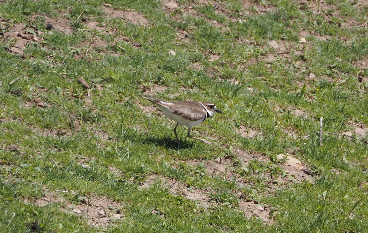 Killdeer - ML620519121