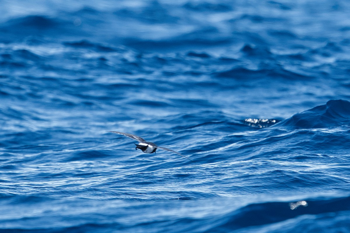 Black-bellied Storm-Petrel - ML620519124