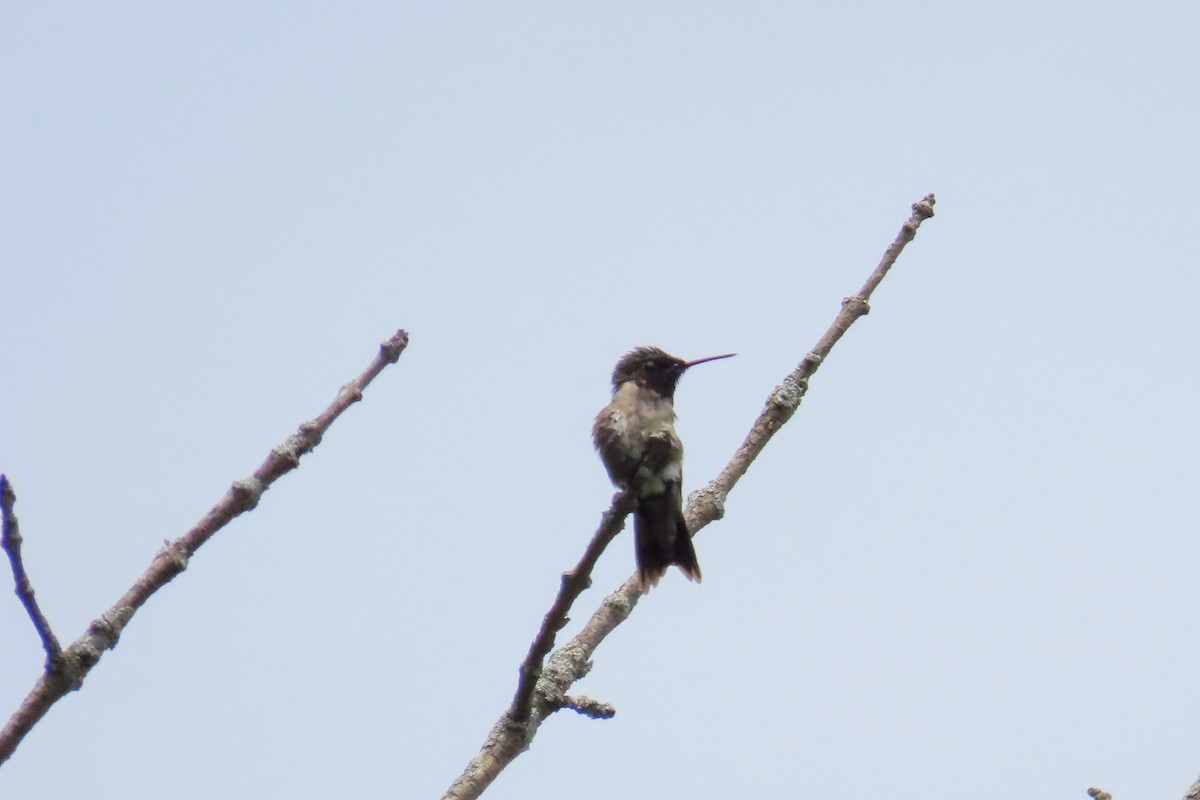 Ruby-throated Hummingbird - ML620519125