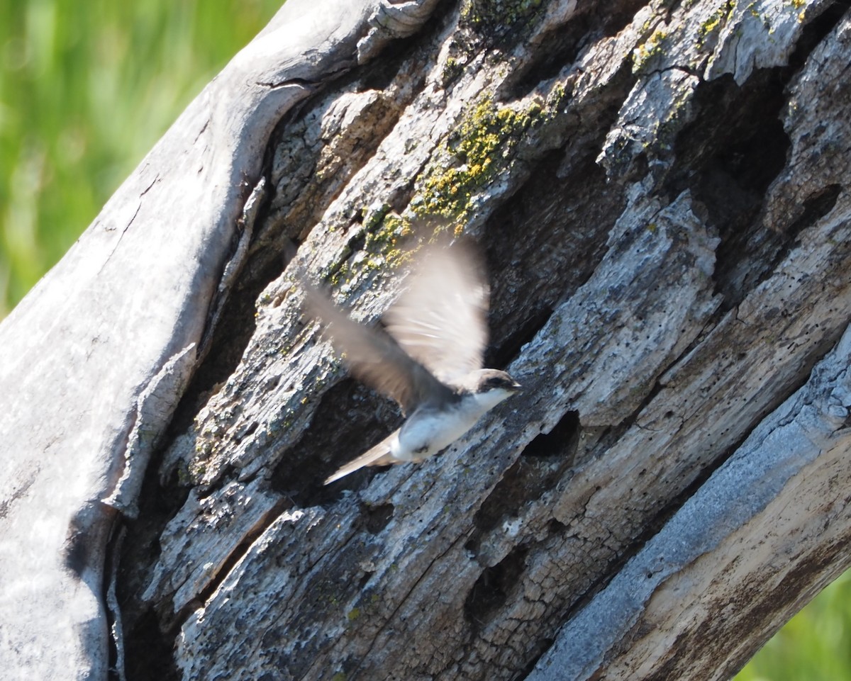 Golondrina Bicolor - ML620519126