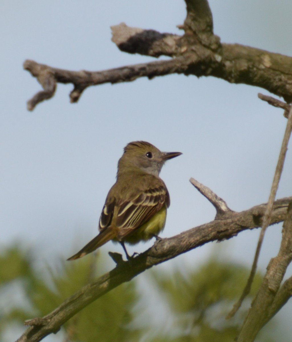 Great Crested Flycatcher - ML620519127