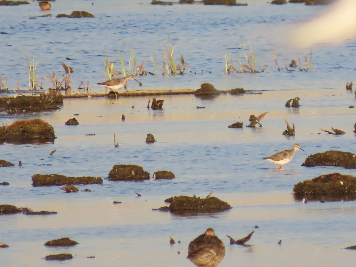 Lesser Yellowlegs - ML620519129