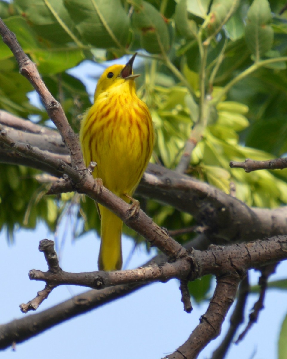 Paruline jaune - ML620519141