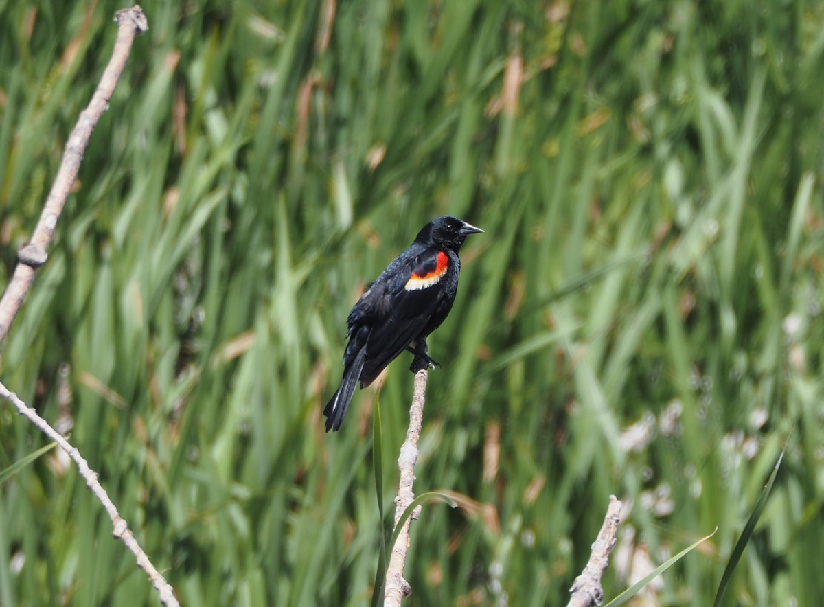 Red-winged Blackbird - Lincoln Rice