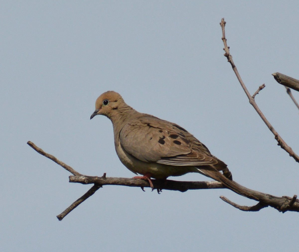 Mourning Dove - ML620519144