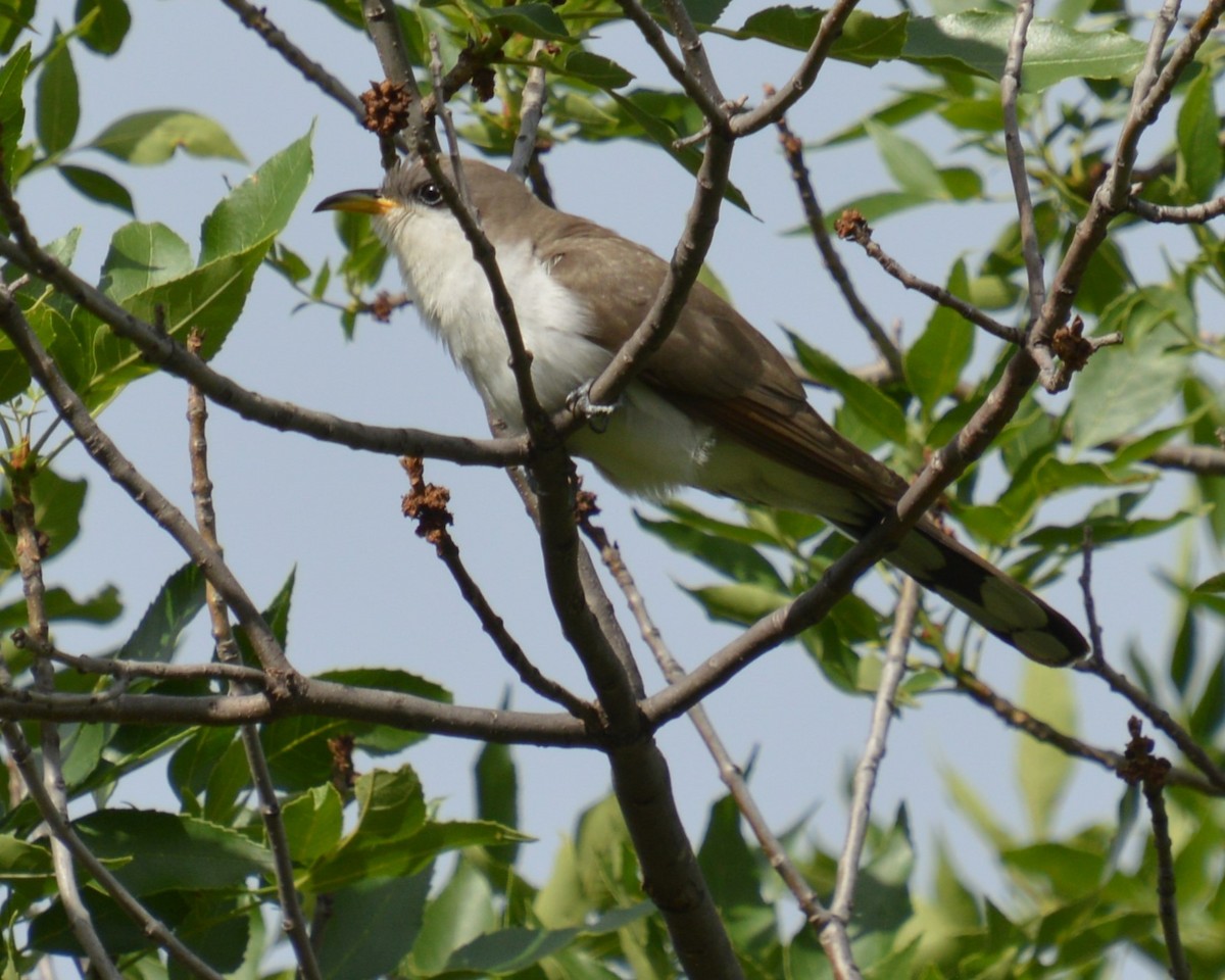 Yellow-billed Cuckoo - ML620519148