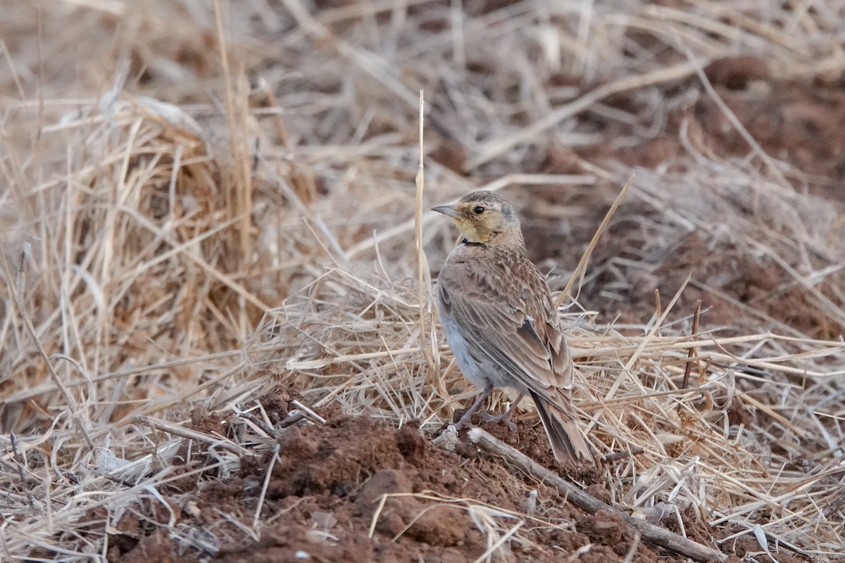 Horned Lark - ML620519156