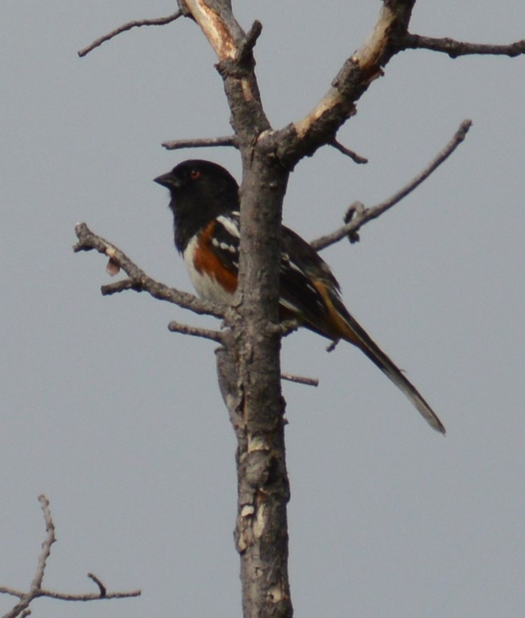 Spotted Towhee - Liz Almlie