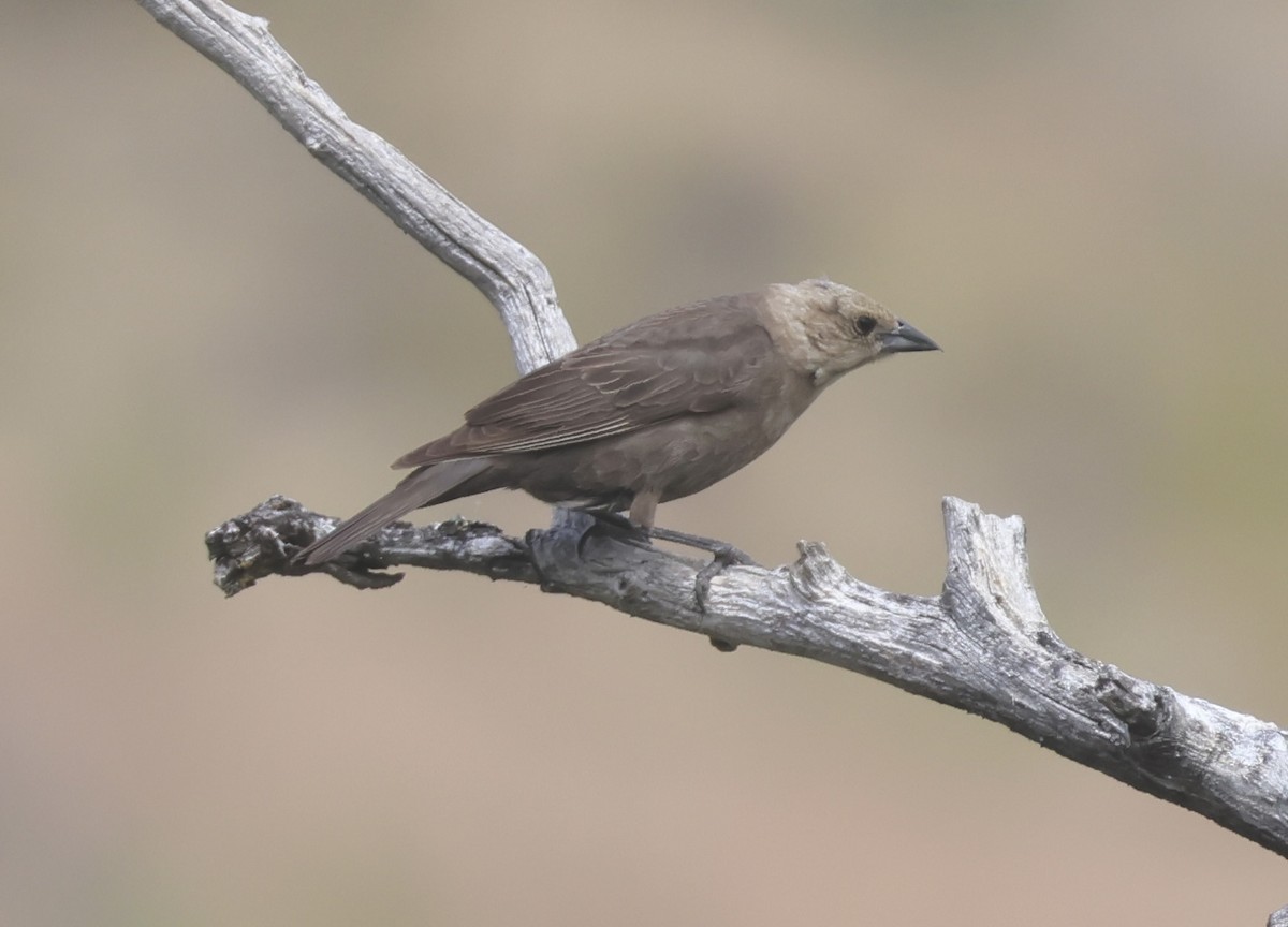 Brown-headed Cowbird - ML620519160