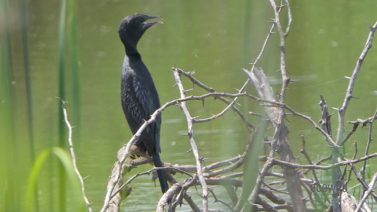 Little Cormorant - ML620519168