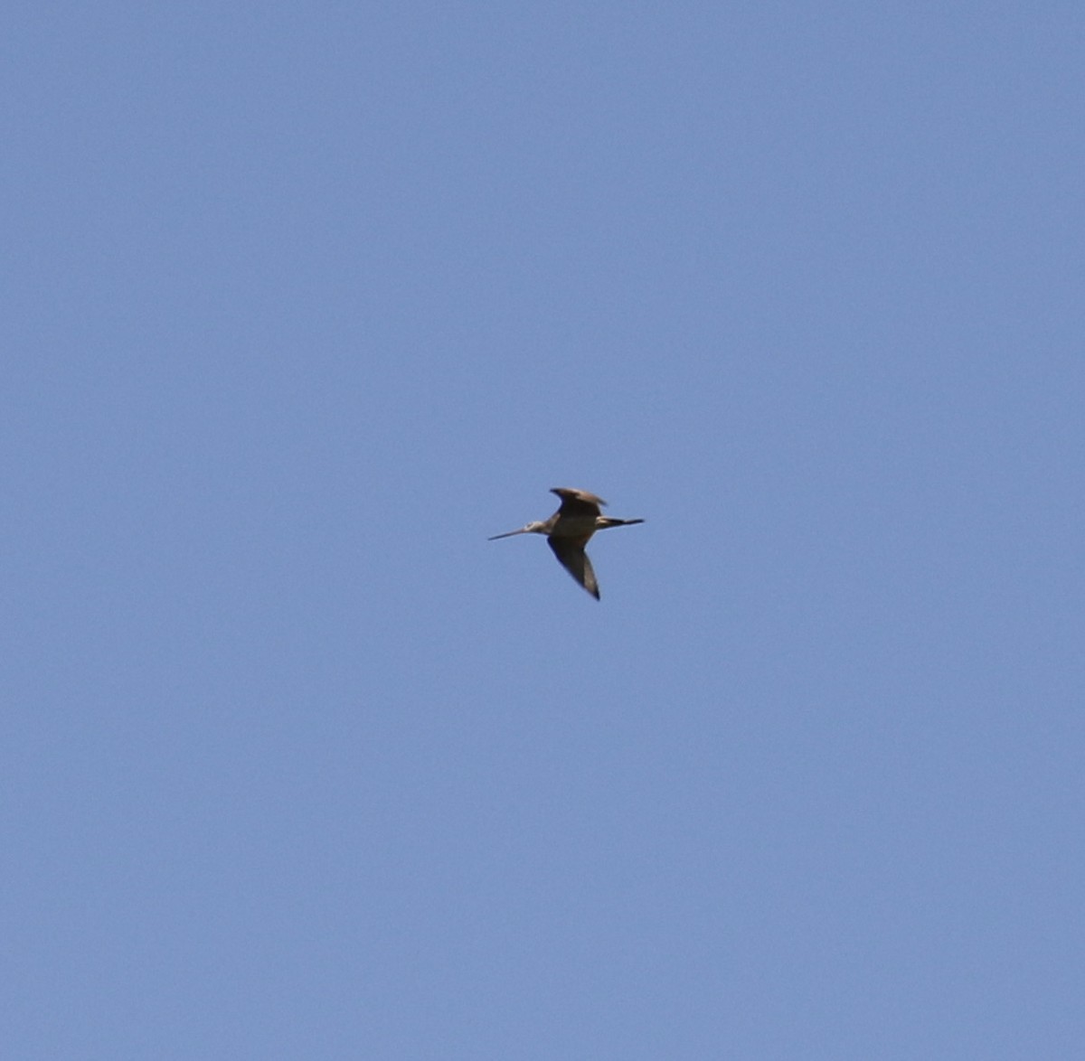 Marbled Godwit - ML620519173