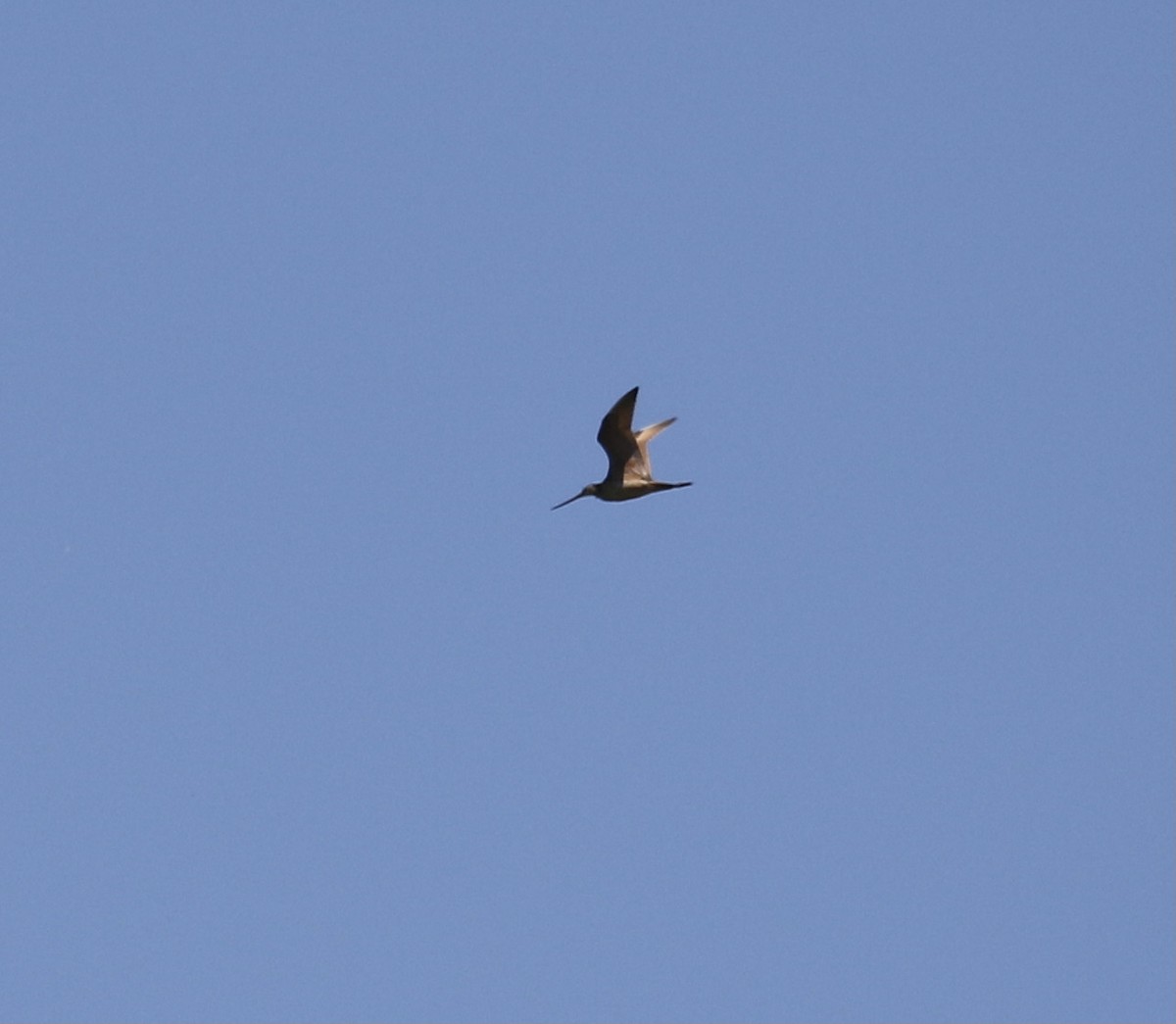 Marbled Godwit - ML620519174