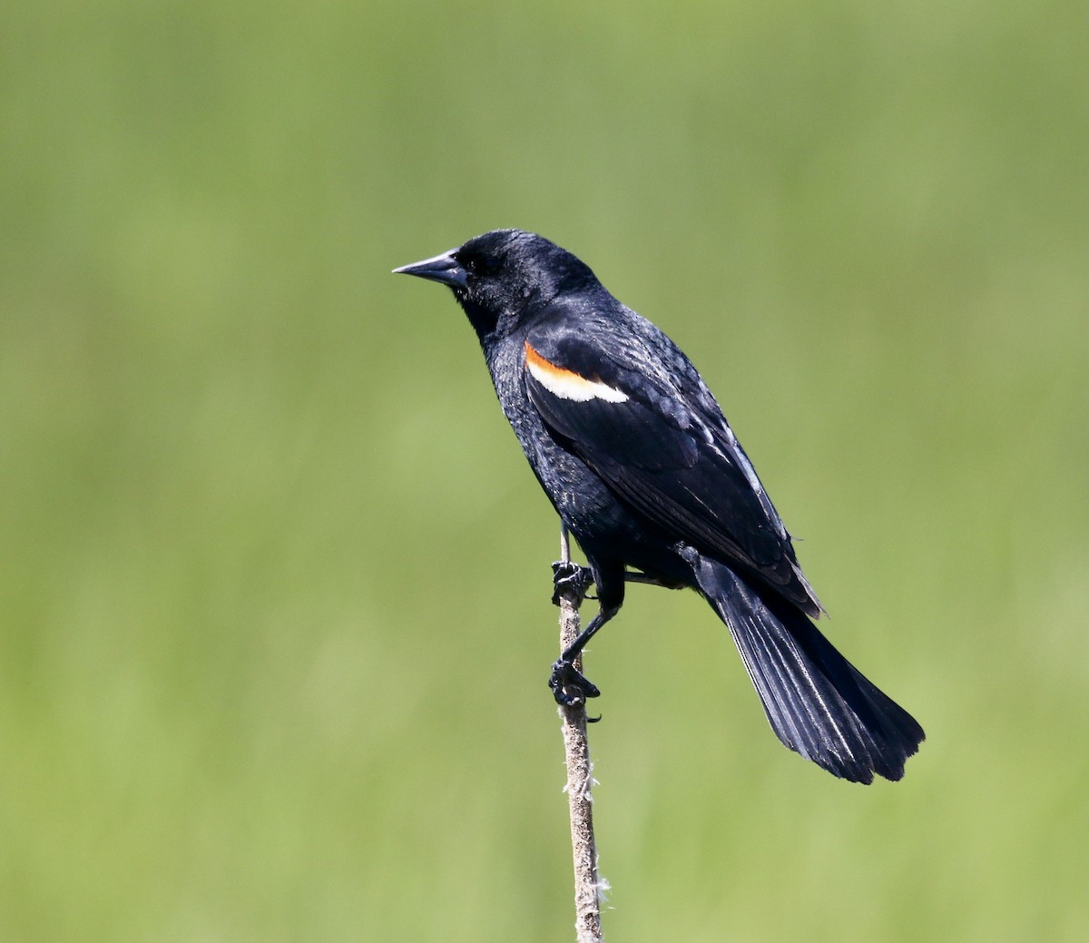 Red-winged Blackbird - Mike O'Malley