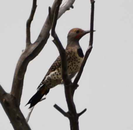 Northern Flicker - ML620519181