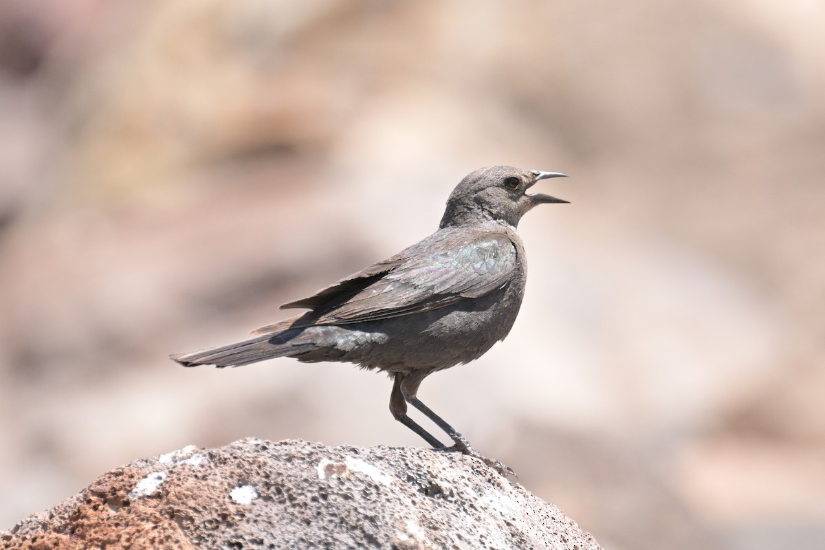 Brewer's Blackbird - ML620519182